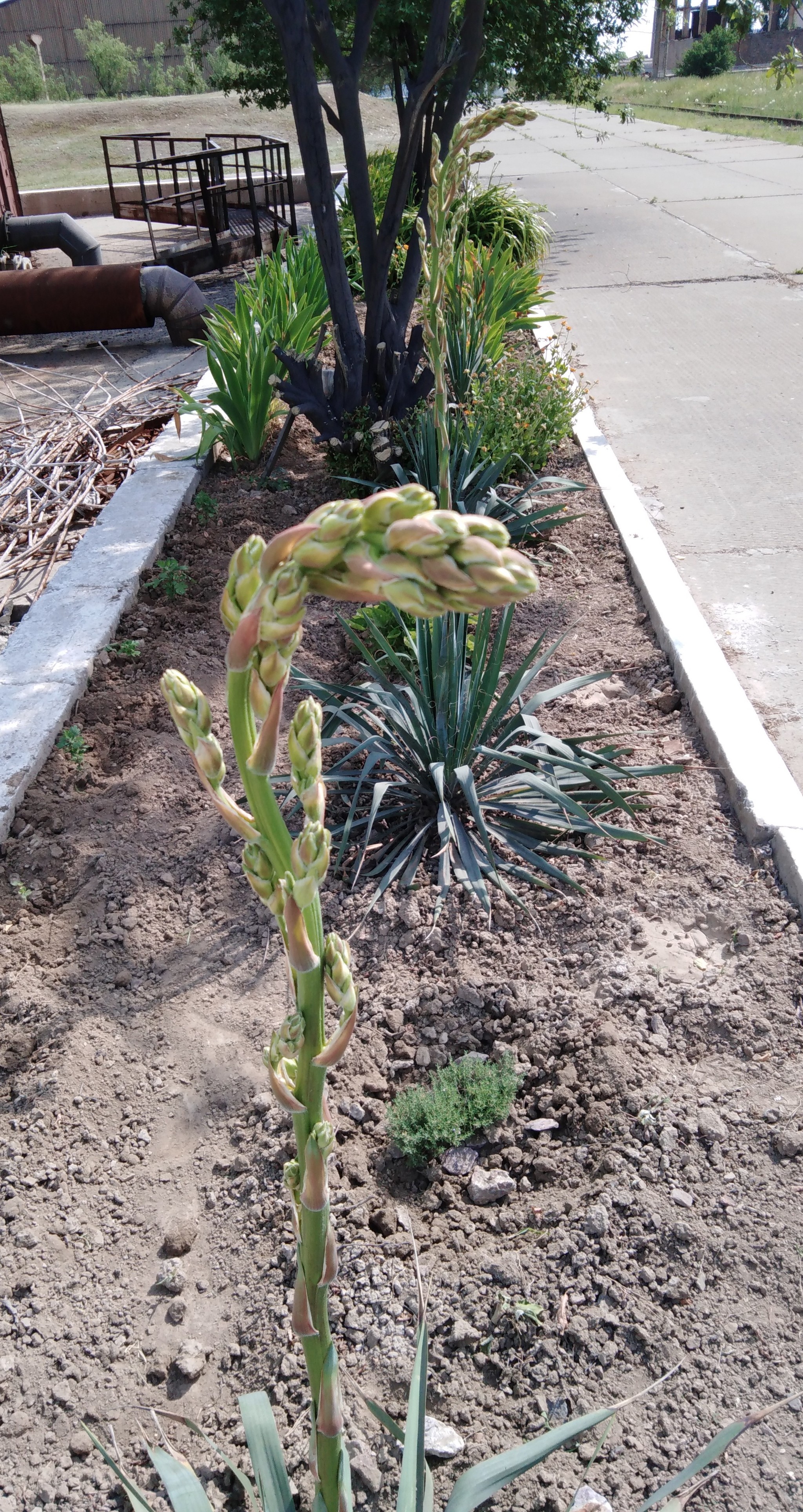 Yucca - flower of happiness - My, Yuka, Flowers, Garden, Longpost