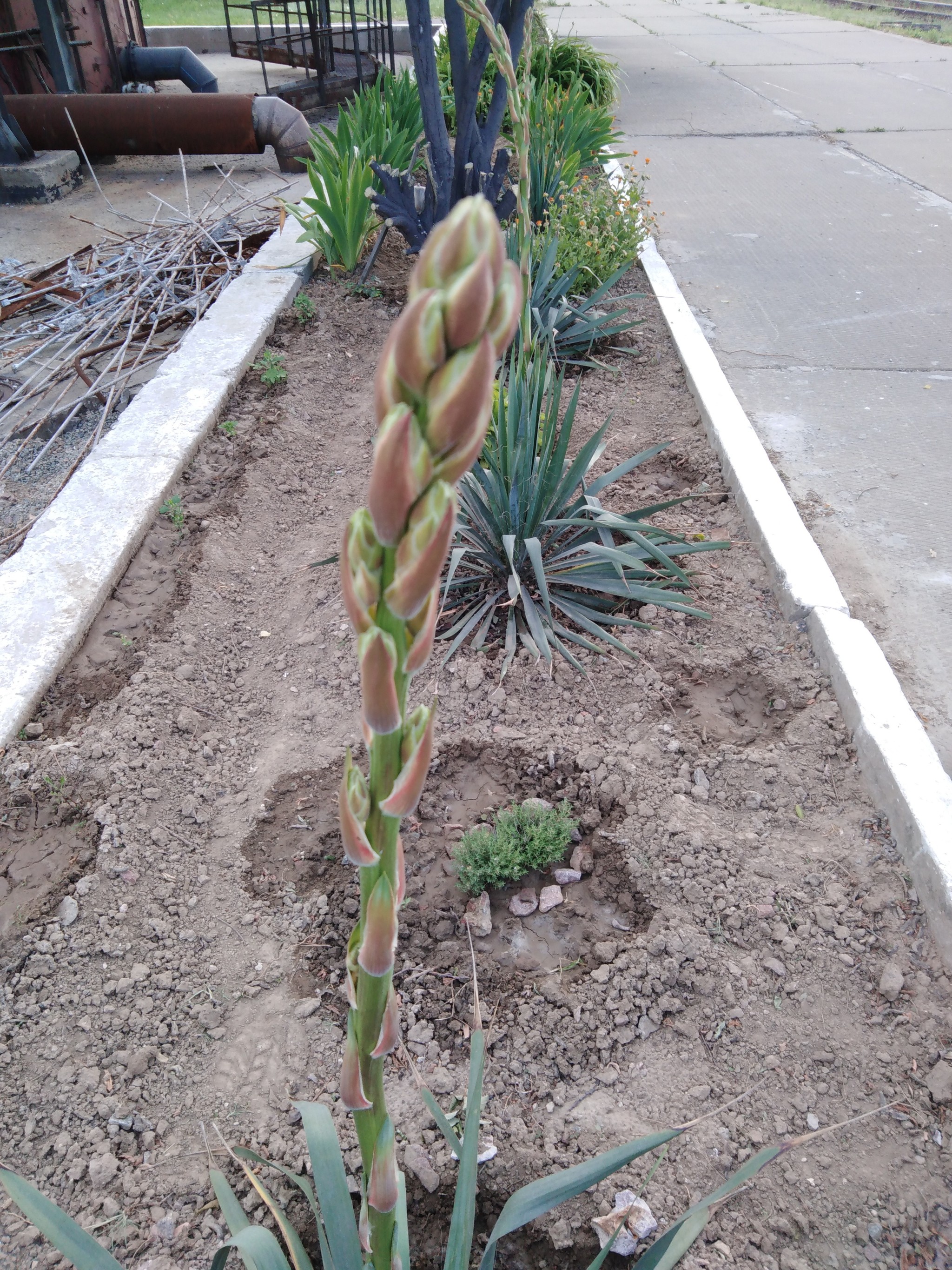 Yucca - flower of happiness - My, Yuka, Flowers, Garden, Longpost