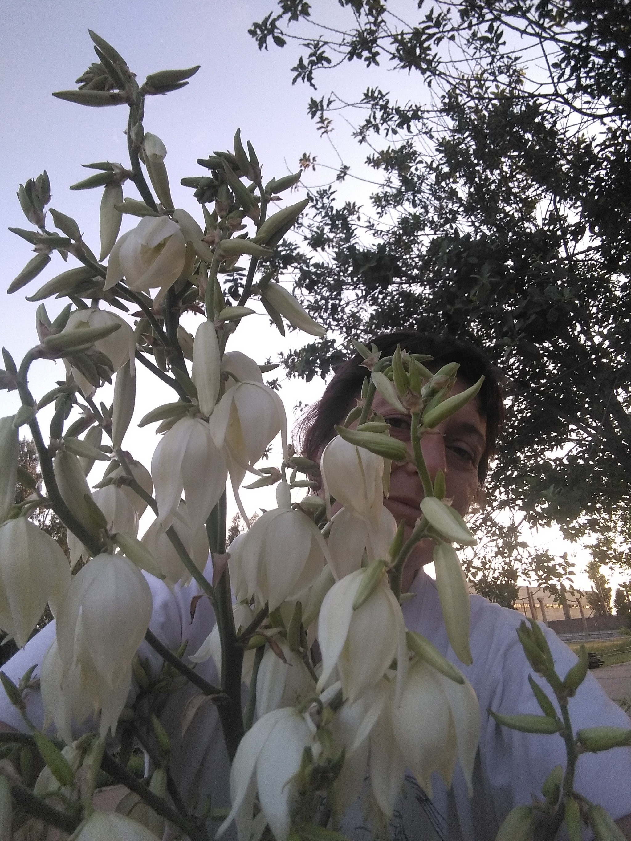 Yucca - flower of happiness - My, Yuka, Flowers, Garden, Longpost