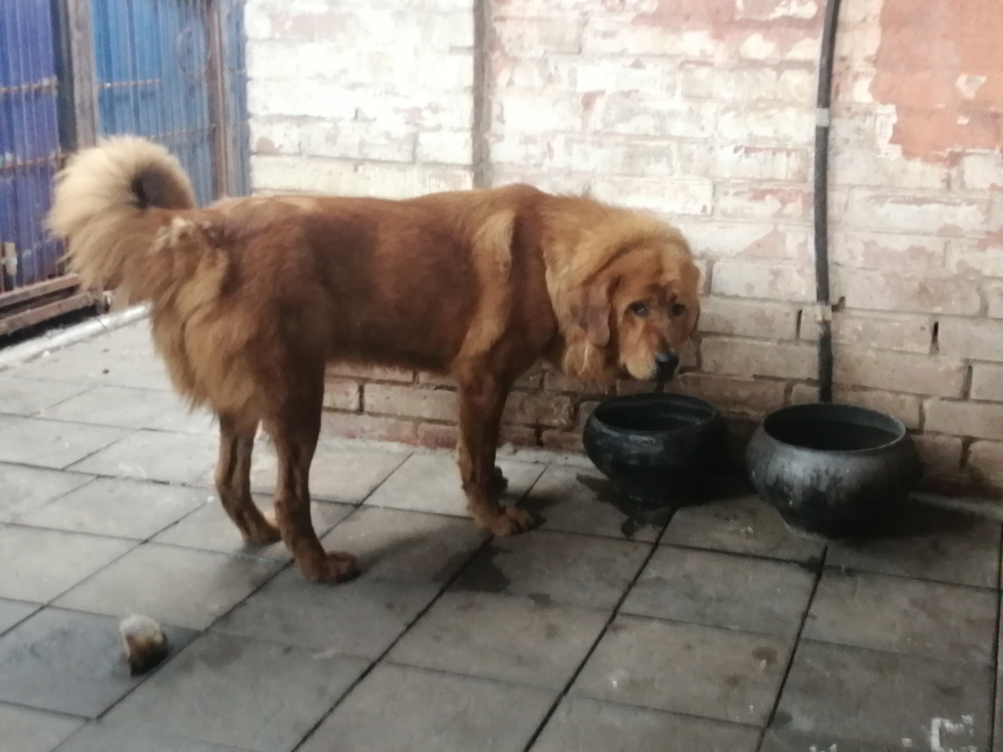 Well, now let's look at the razvidentsa - My, Nursery, Tibetan mastiff, Reply to post, Dog, Fraud, Video, Longpost