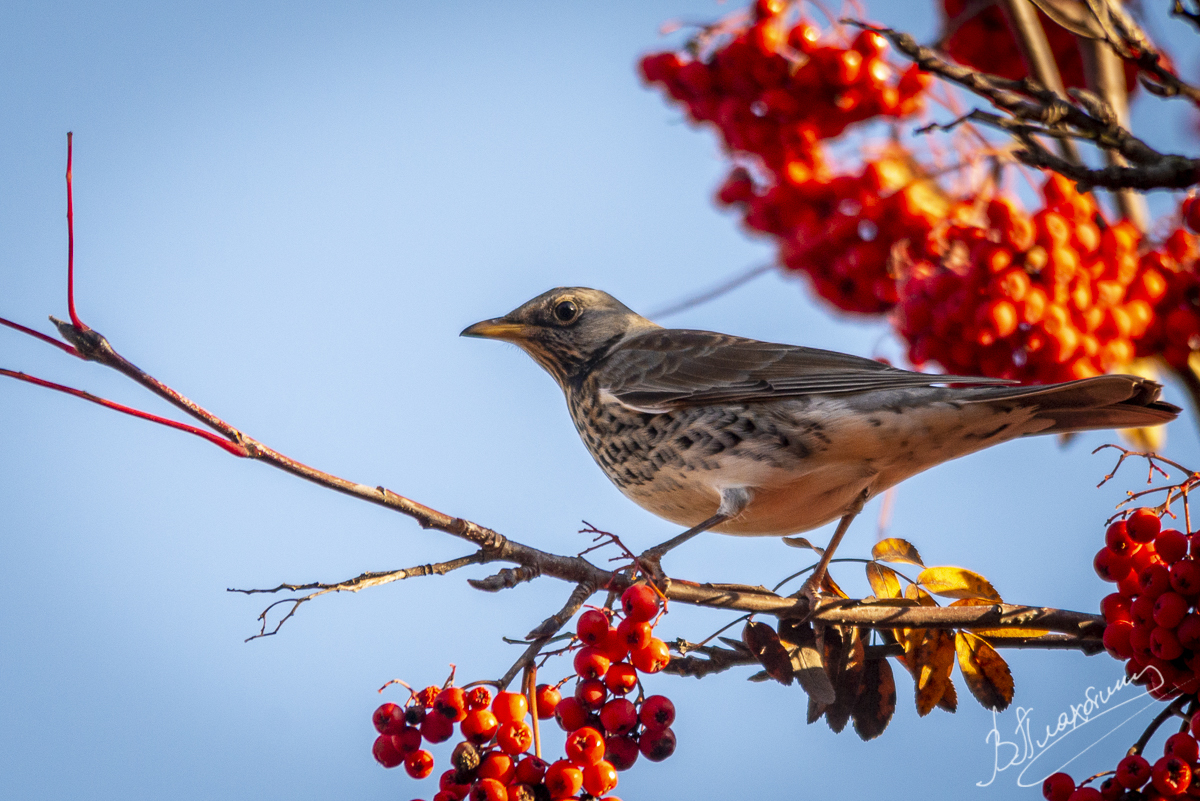 Birds in Vyborg 8 - My, Nikon, The photo, Birds, Longpost, Waxwing, Jay