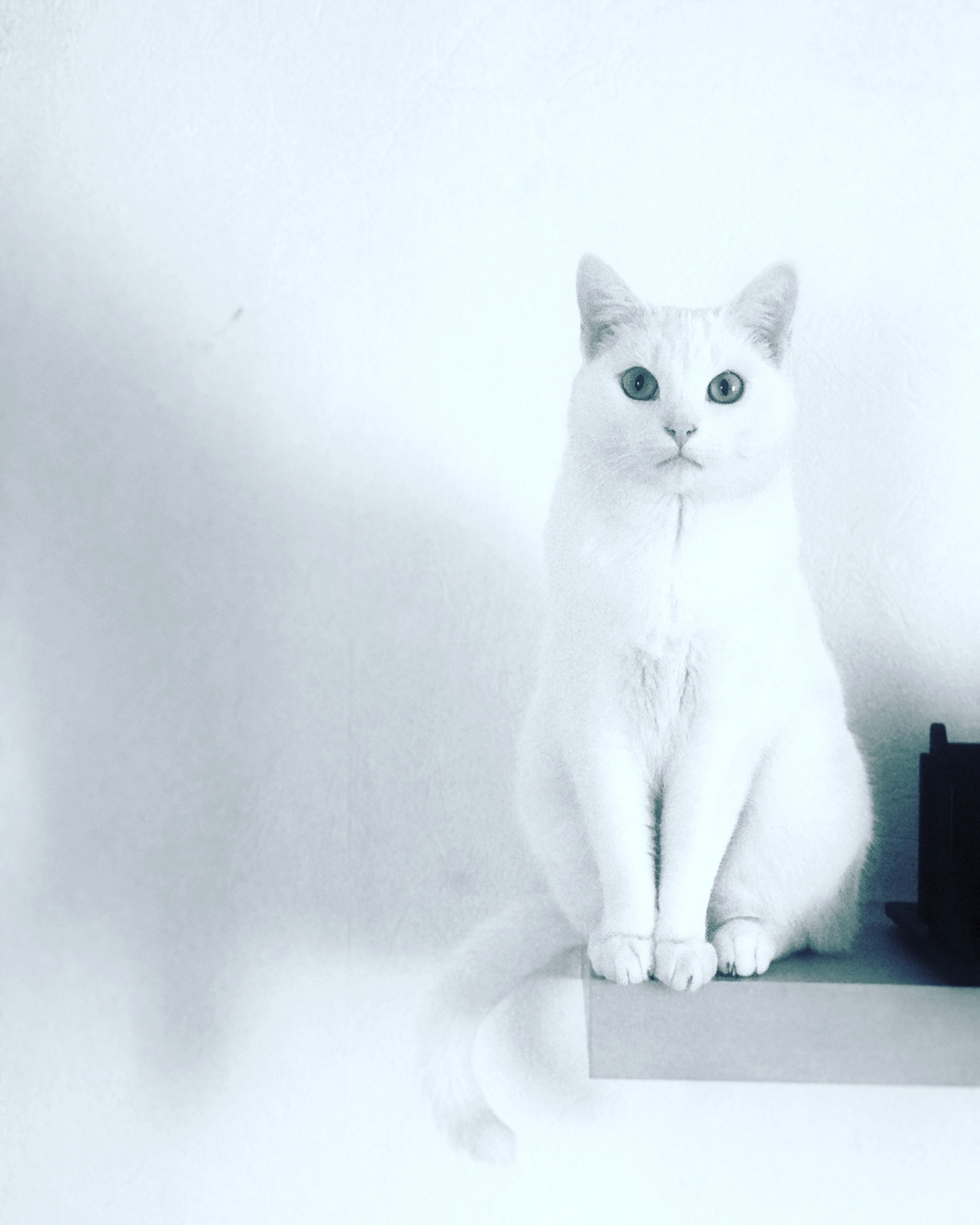 Marquise - My, cat, Black and white