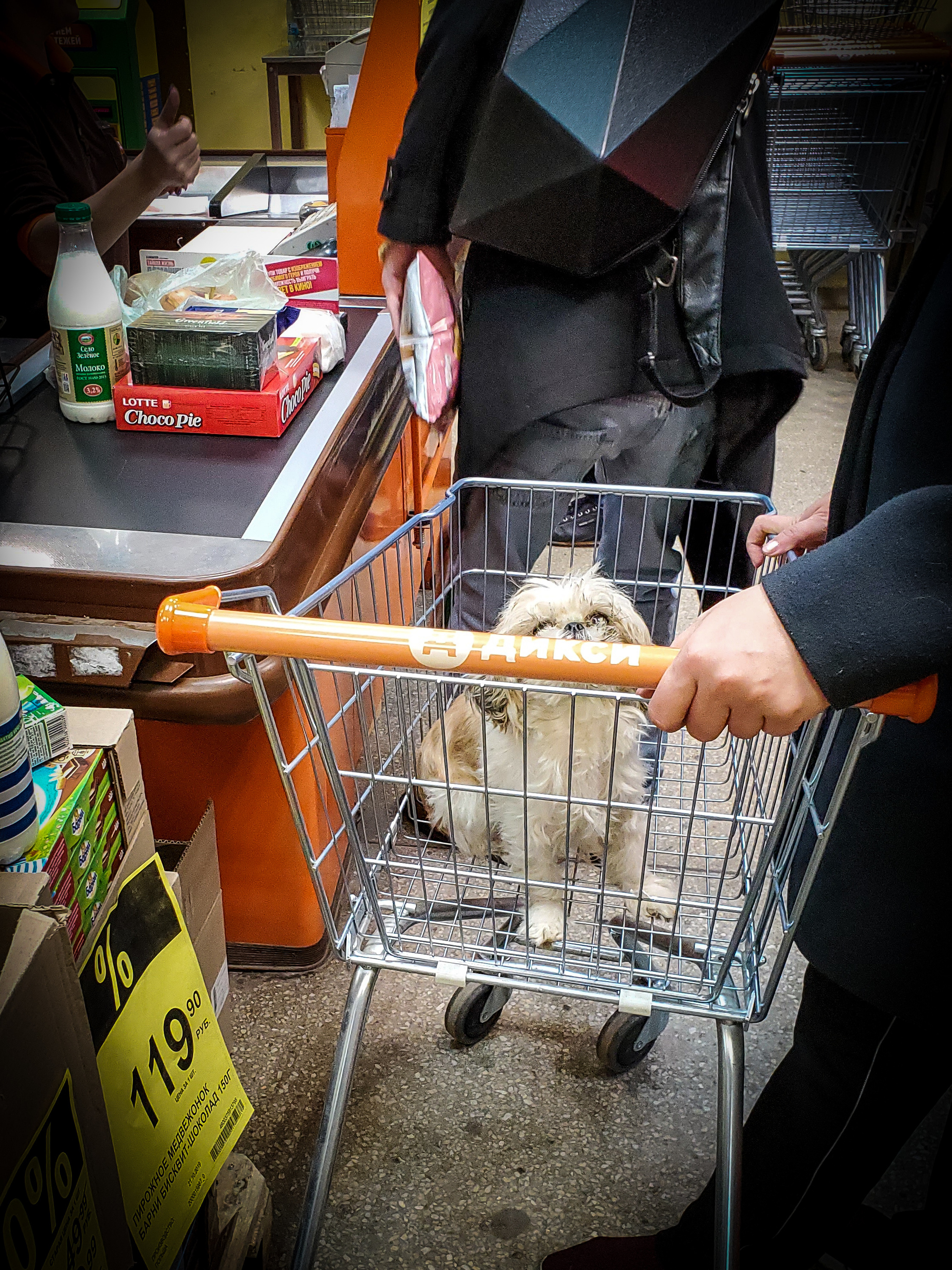 About bread, dogs and white gloves. - My, Bread, Pyaterochka, Dirt, Dog, Video, Longpost