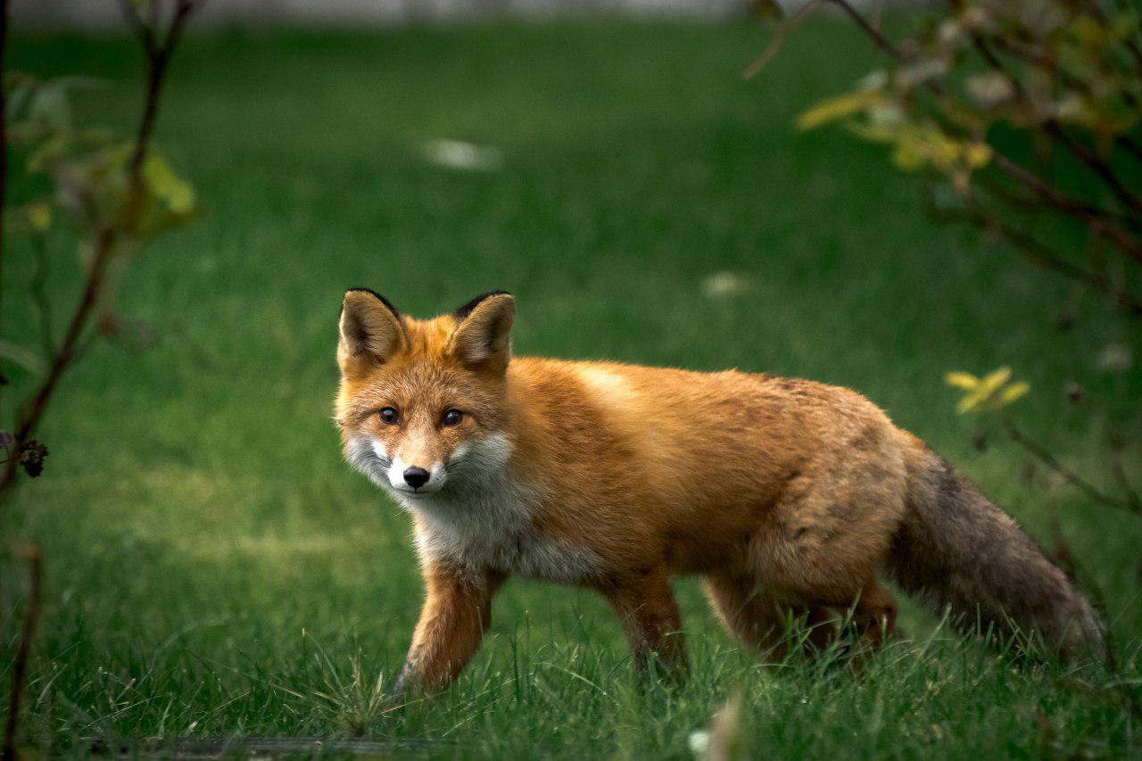 little fox - My, The photo, Animals, Wild animals, Animalistics, Fox, Longpost