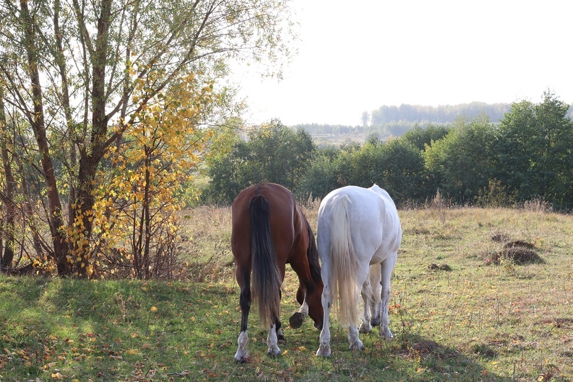 FROM A BIG CITY TO A SMALL VILLAGE - Horses, From city to country, Farm, Longpost