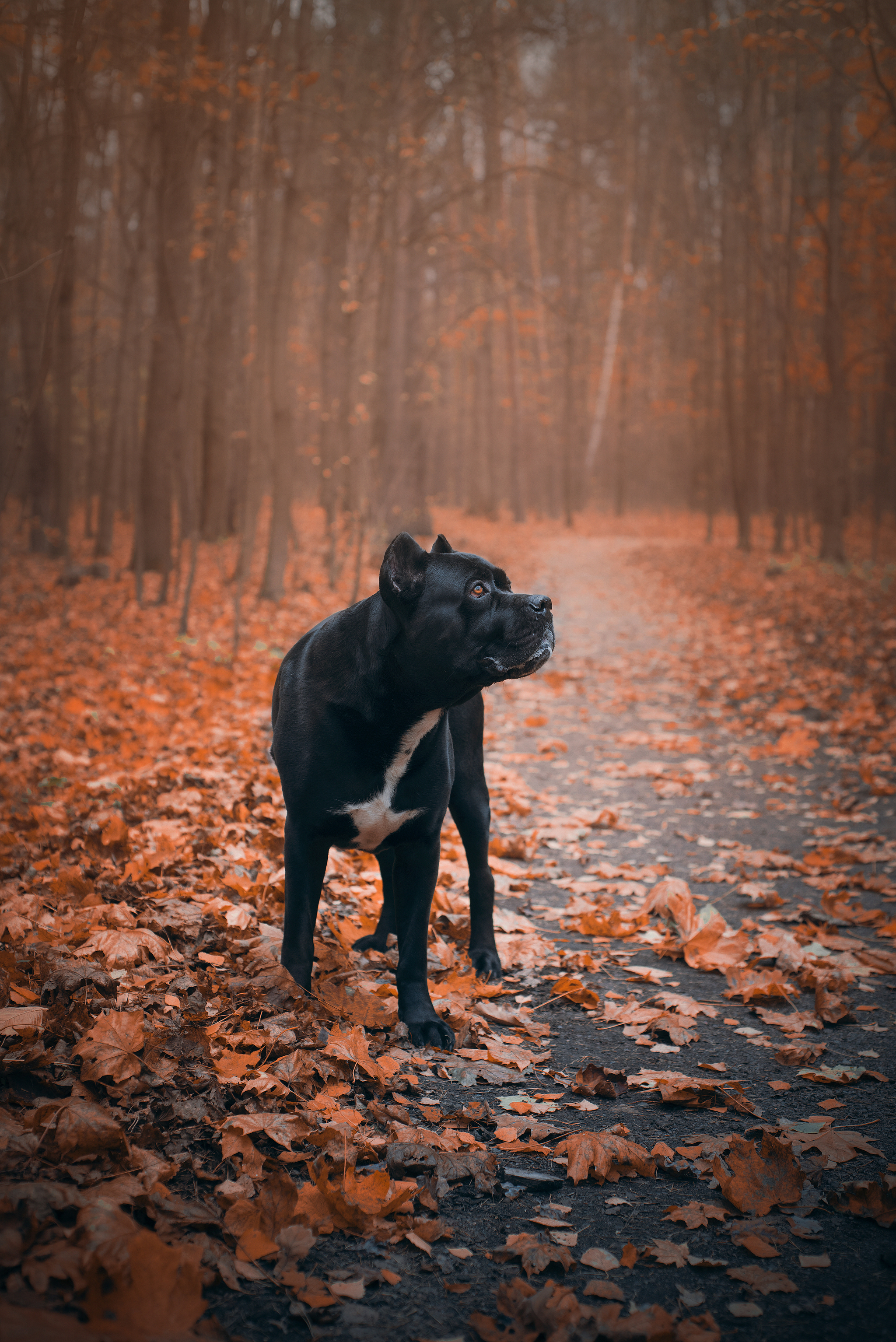 Осенний кане-корсо - Моё, Собака, Кане-Корсо, Фотография, Nikon D750, Осень, Анималистика, Длиннопост