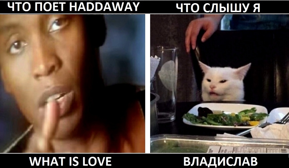 I sing what I hear. - cat, Memes, Haddaway, Two women yell at the cat