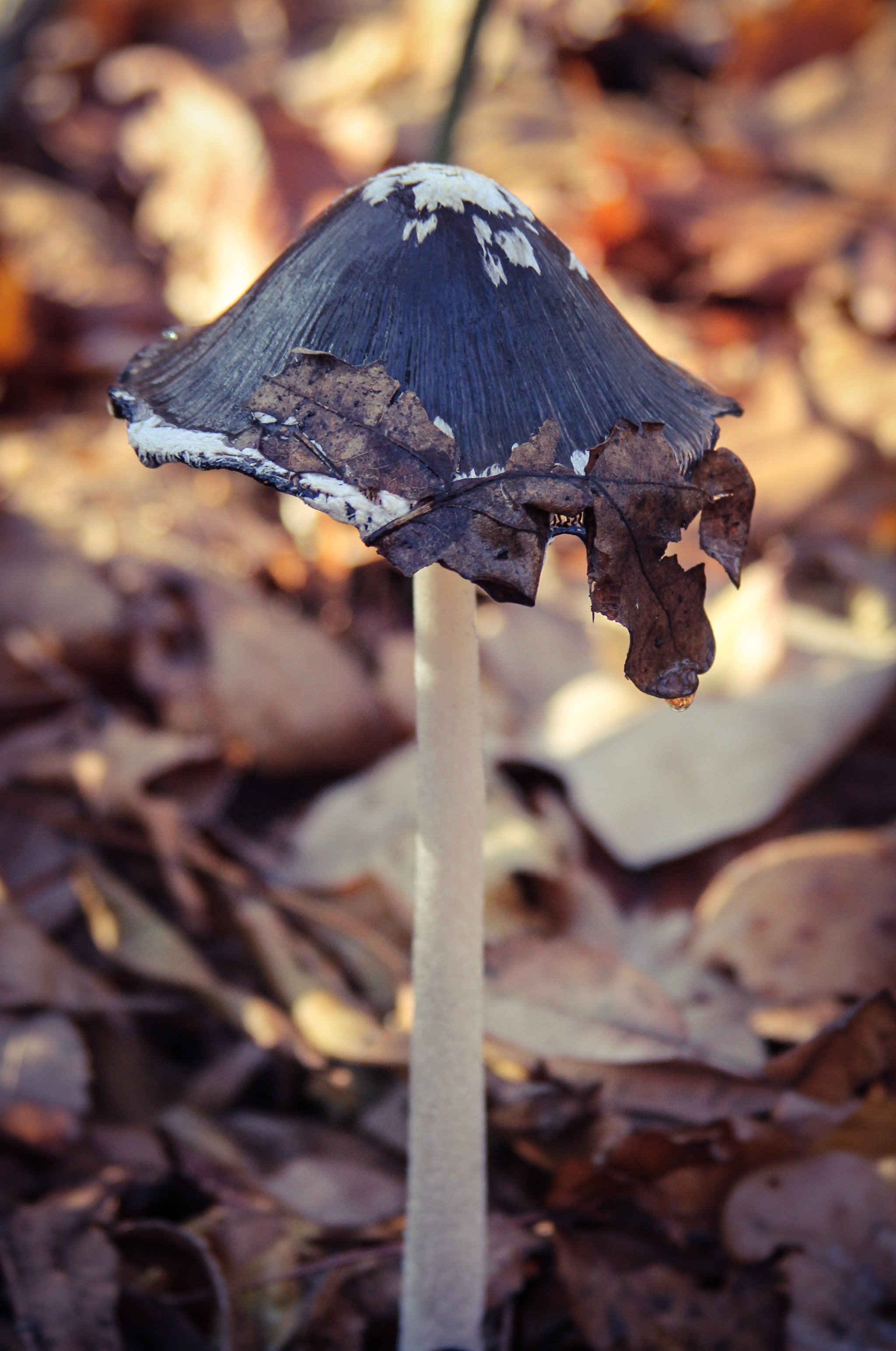 Honey mushrooms were originally planned)) - My, Mushrooms, Autumn, Nature, beauty, Longpost