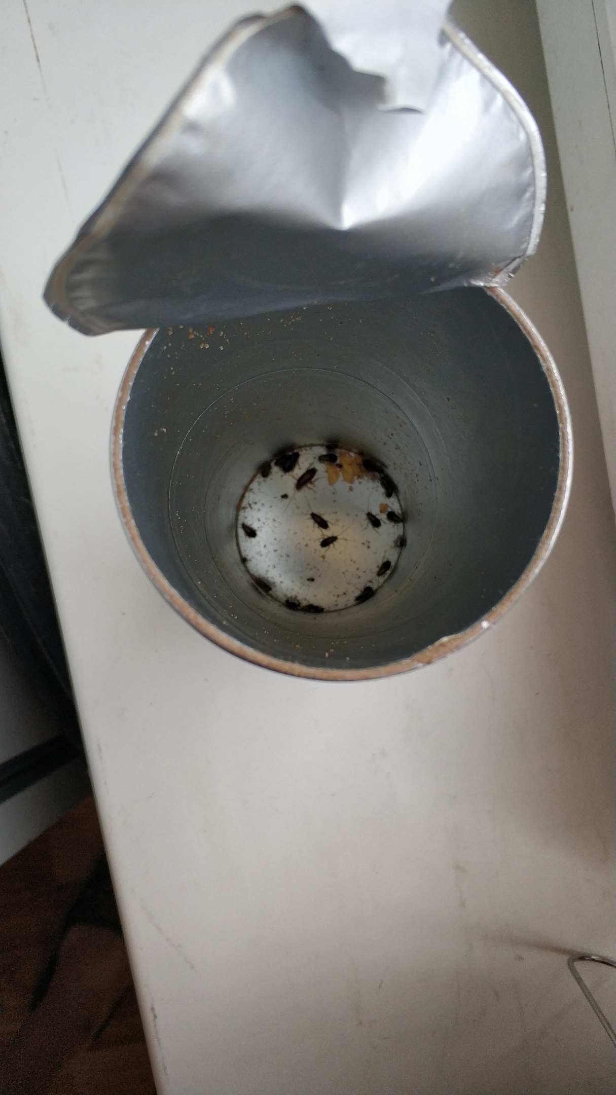 Ideal trap for cockroaches - My, Pringles, Cockroaches, Dormitory, Life hack, Trap, Longpost