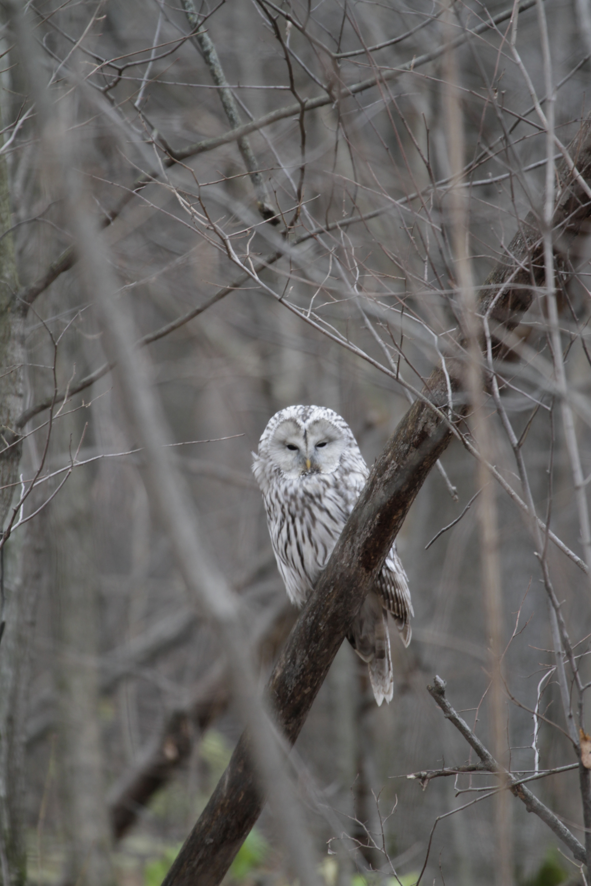 Owl - My, Long-tailed owl, Owl, Forest, Canon 7d, Longpost