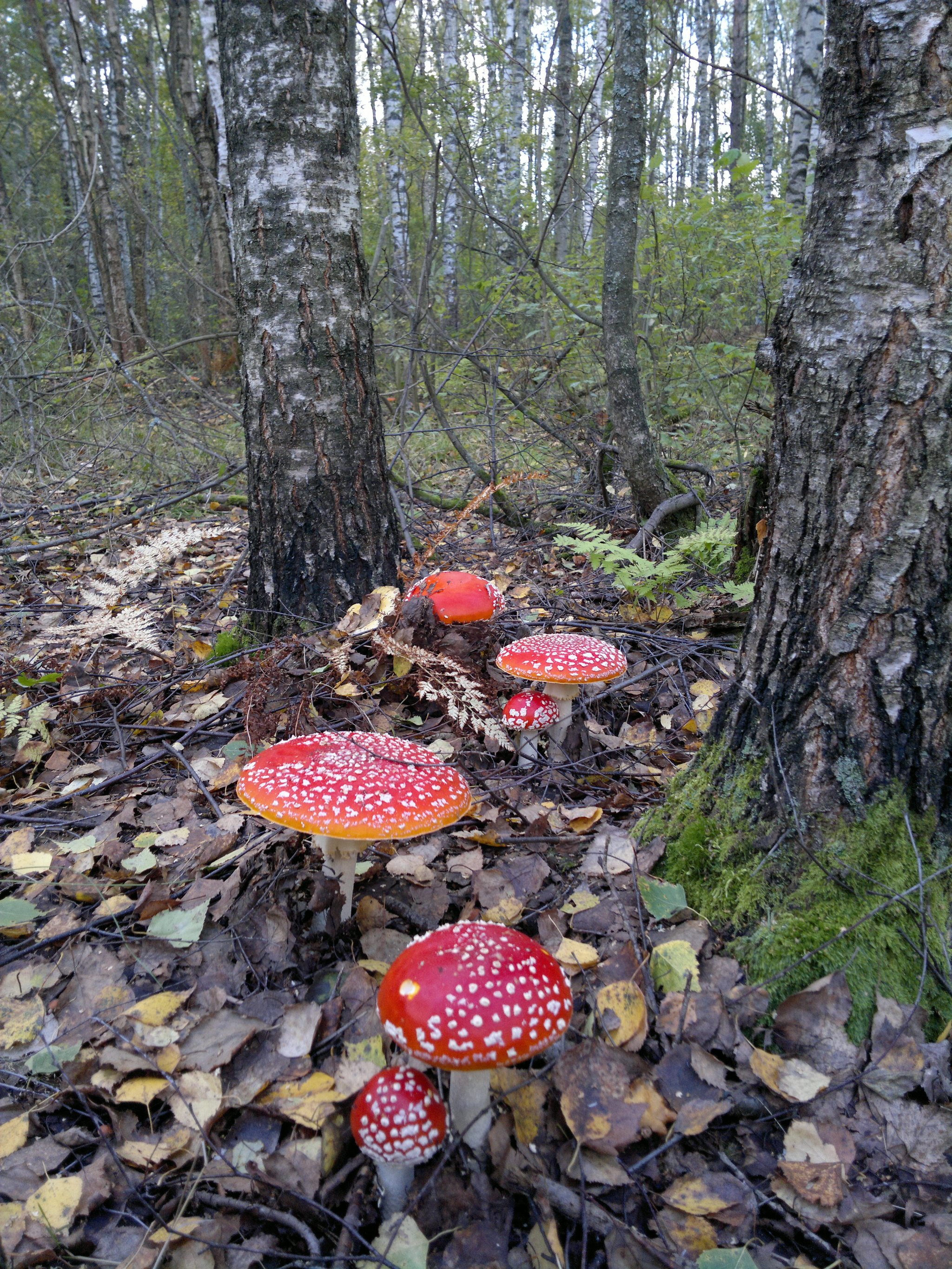 I didn't eat them. I promised them. - My, Fly agaric, Mushrooms