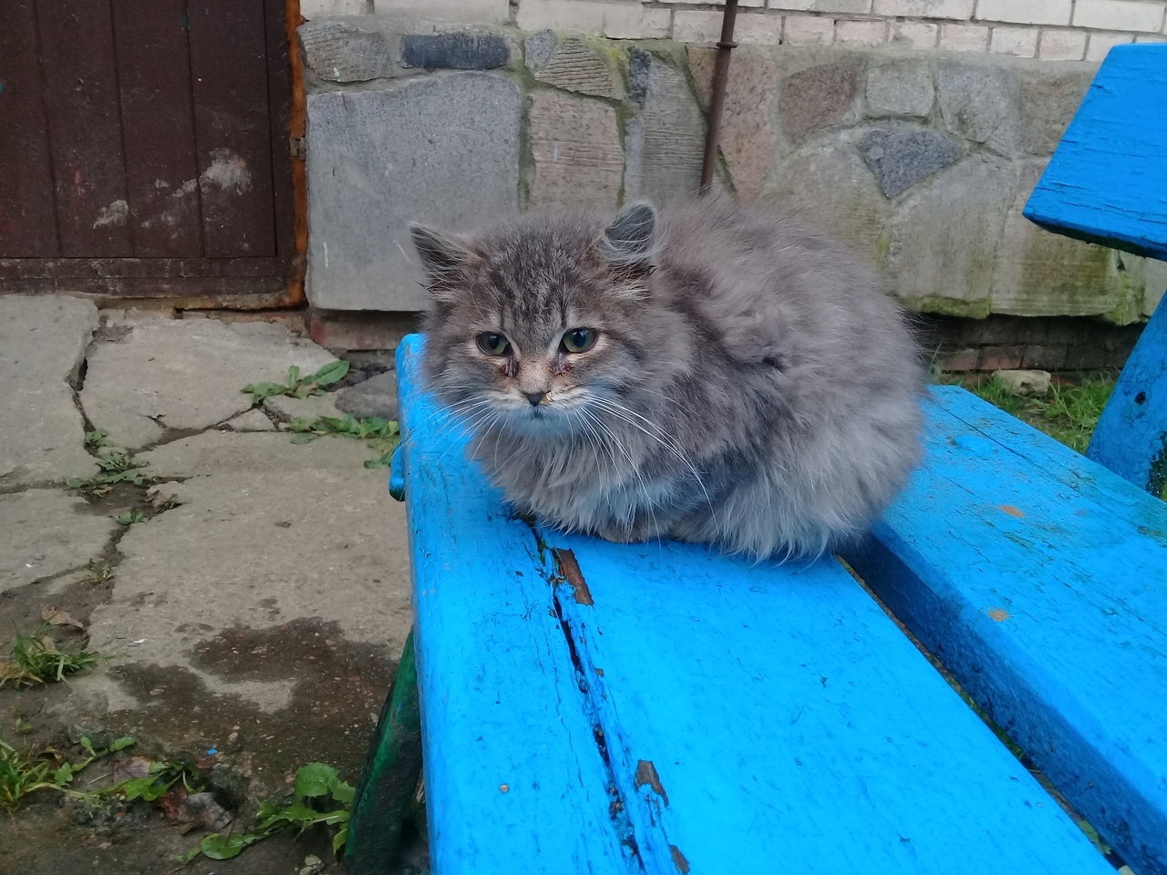 Kitten needs a HOME - My, cat, In good hands, Luban, Longpost