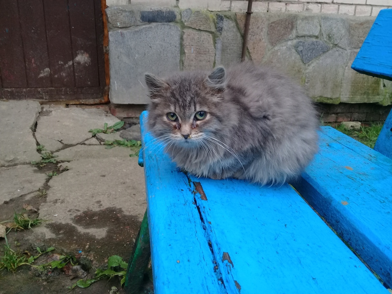 Kitten needs a HOME - My, cat, In good hands, Luban, Longpost