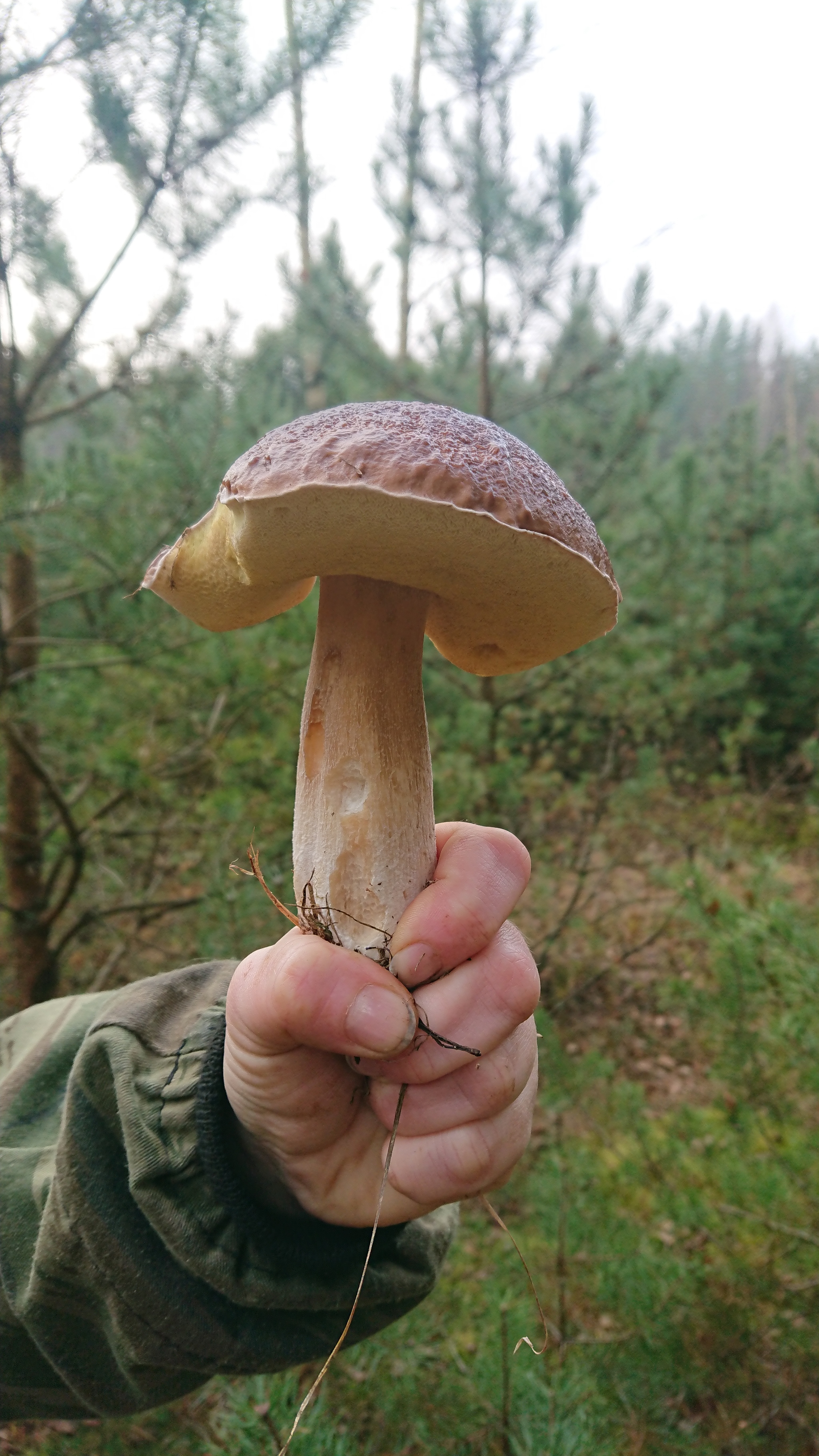 Nalibokskaya Pushcha. October 24, 2019 - My, Mushrooms, The photo, Honey mushrooms, Borovik, Longpost