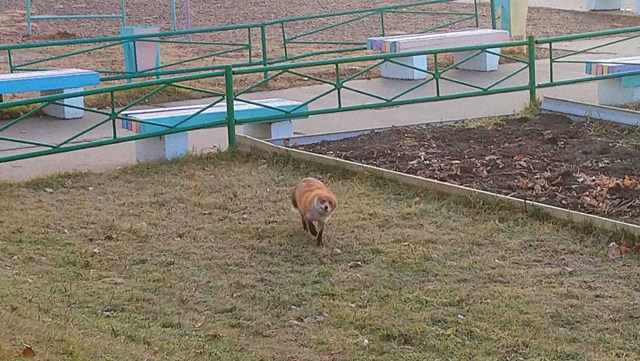 Red-haired student - My, Fox, School, Animals, Video, Longpost