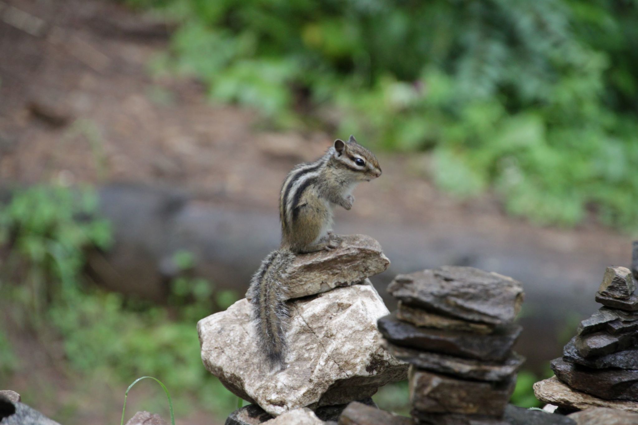 Animal - My, Animals, Arshan, Chipmunk, The photo