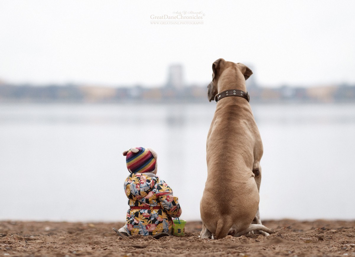 Autumn melancholy - Dogs and people, Great Dane, Children, Dog