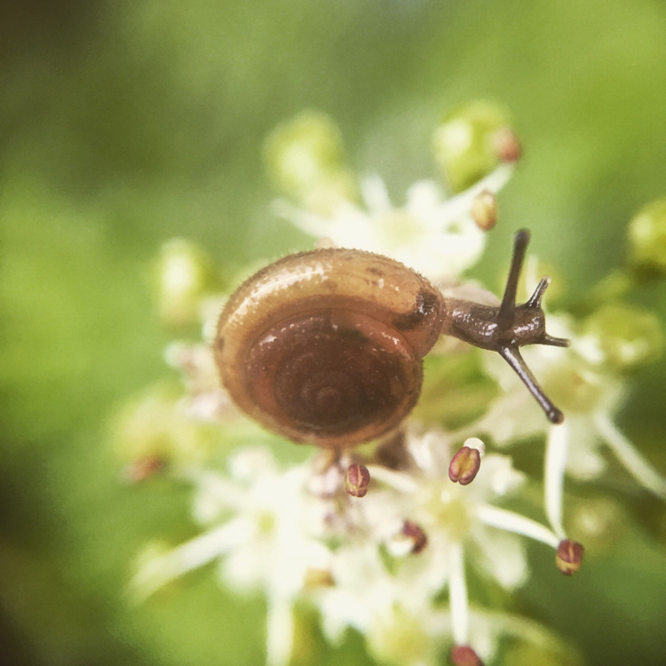 Macro on iPhone 6 - My, Macro photography, Nature, The photo, Mobile photography, Insects, Flowers, Longpost