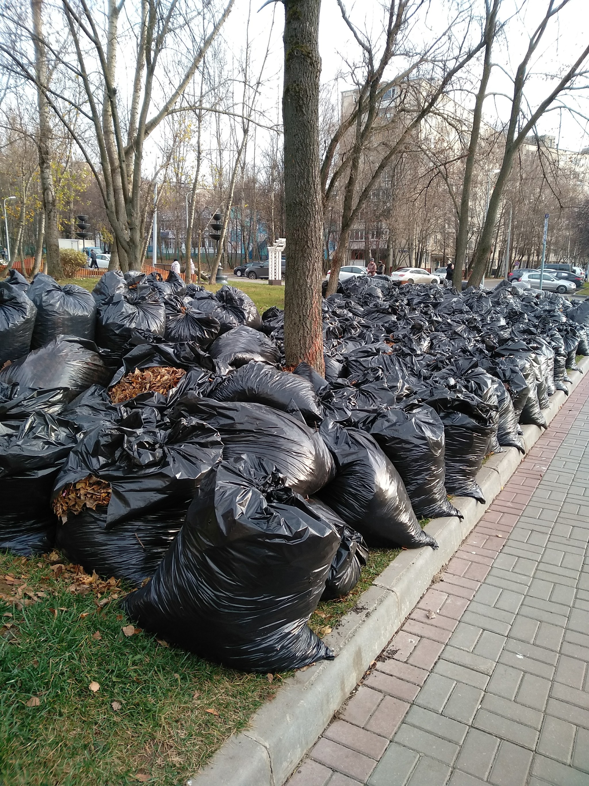 Garbage - My, First post, Autumn, Garbage, Foliage