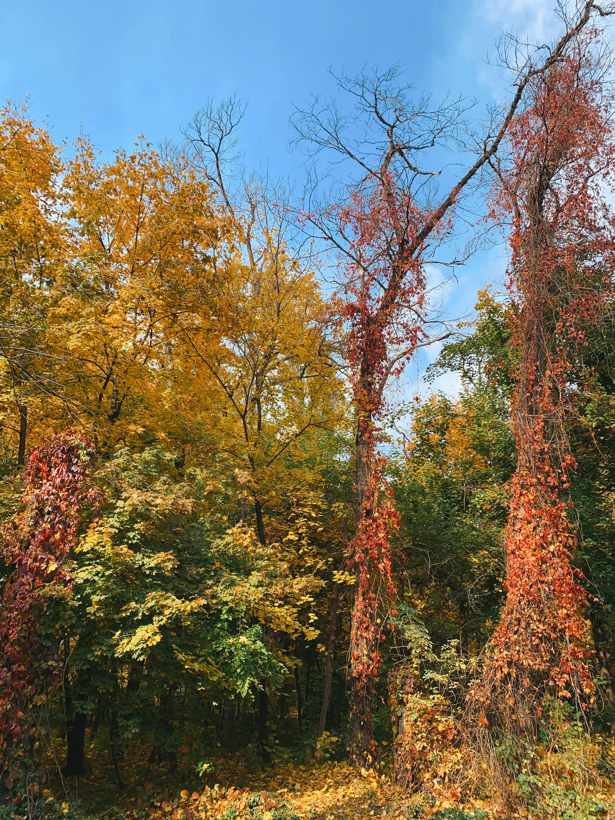 Autumn grove of Baum / Almaty, Kazakhstan - My, Autumn, Forest, Road, The photo, Kazakhstan, Almaty, Landscape, Nature, Longpost