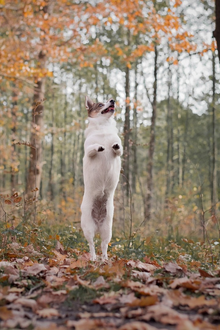 Take off - My, Animals, Pets, Cur, Milota, Longpost