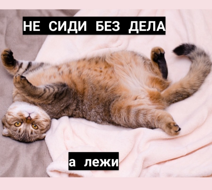 The right motivation from cats - cat, Motivation, Picture with text, Longpost