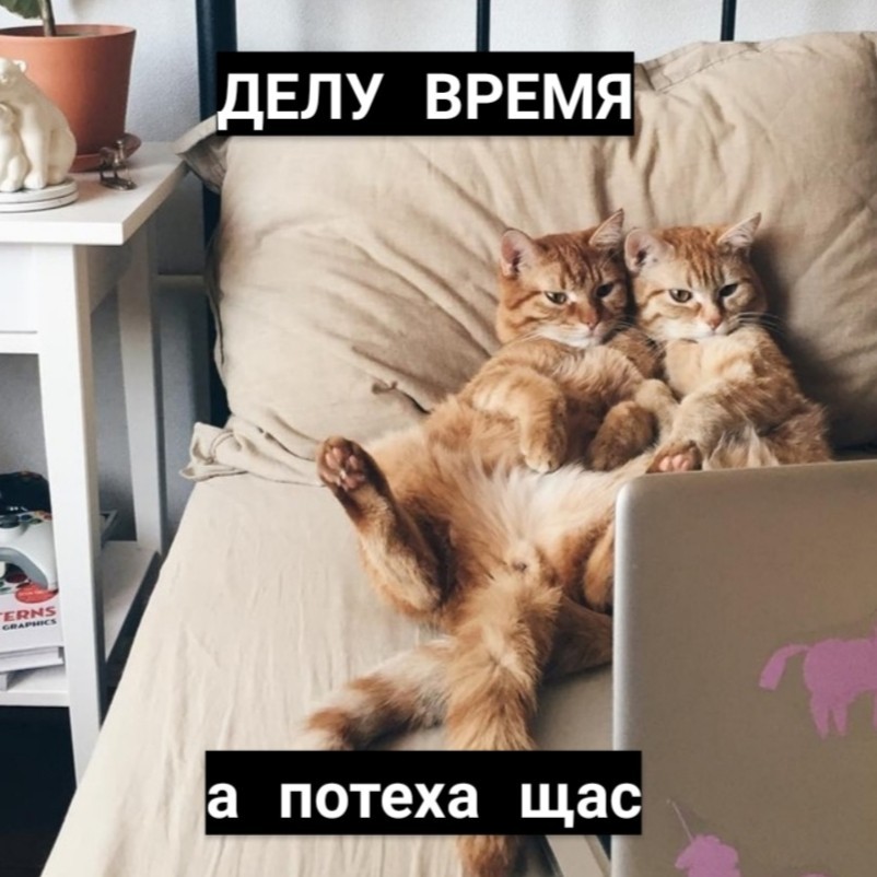 The right motivation from cats - cat, Motivation, Picture with text, Longpost