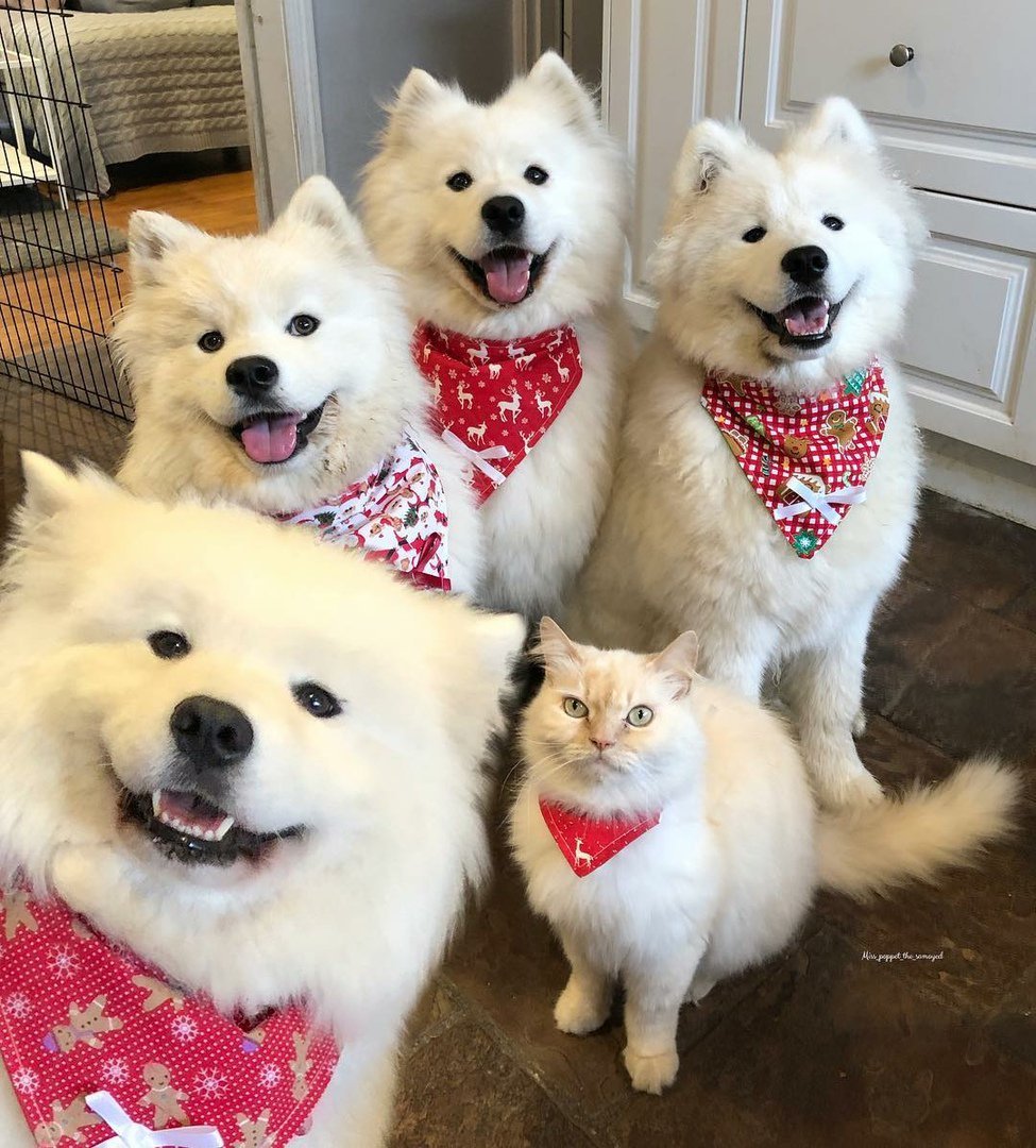 Spy - Samoyed, cat, Dog, Cats and dogs together, Pets