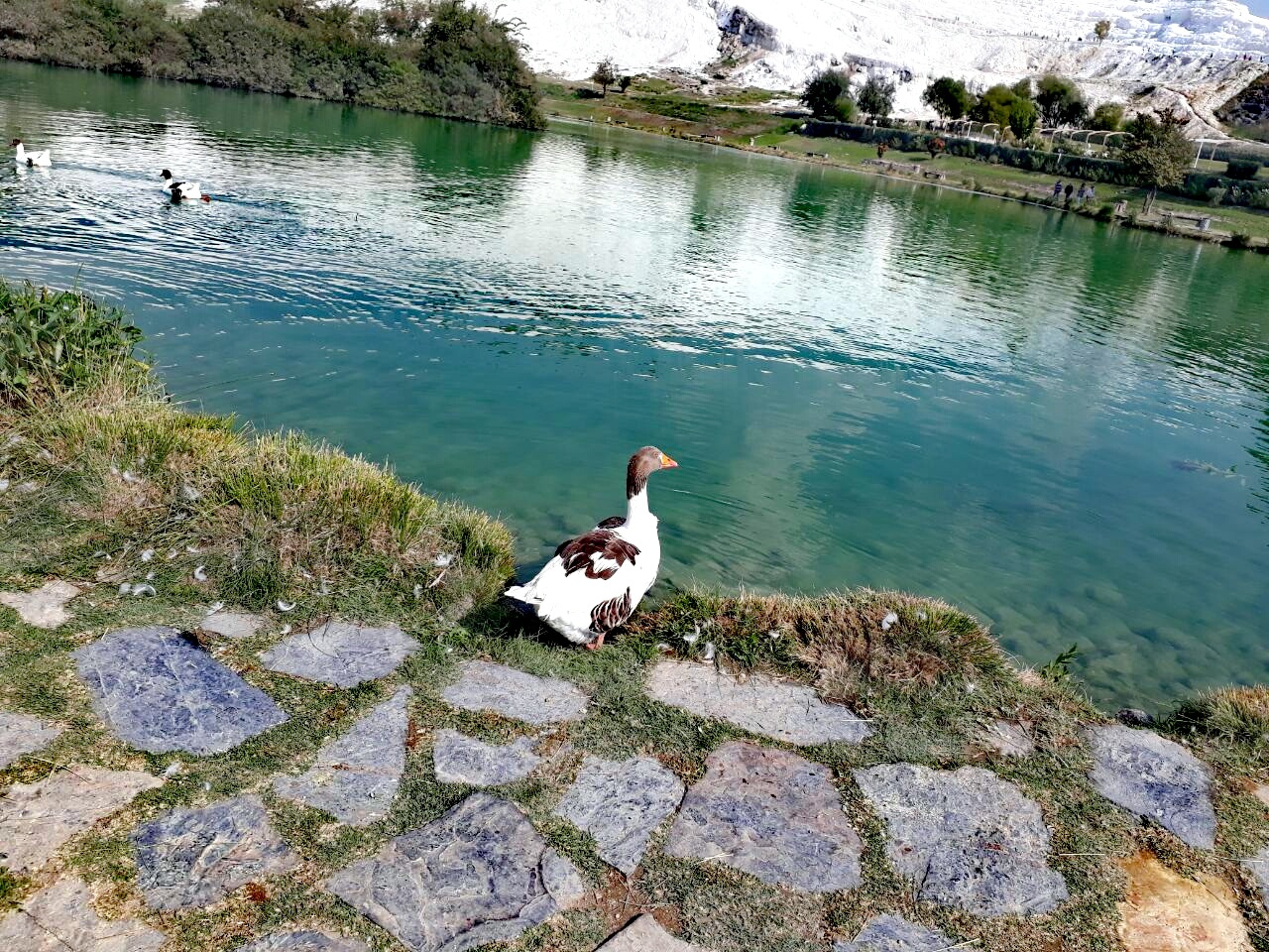 Surprise in Pamukkale - My, Гусь, Turkey, Pamukkale, Travels, Suddenly, Nature, Longpost