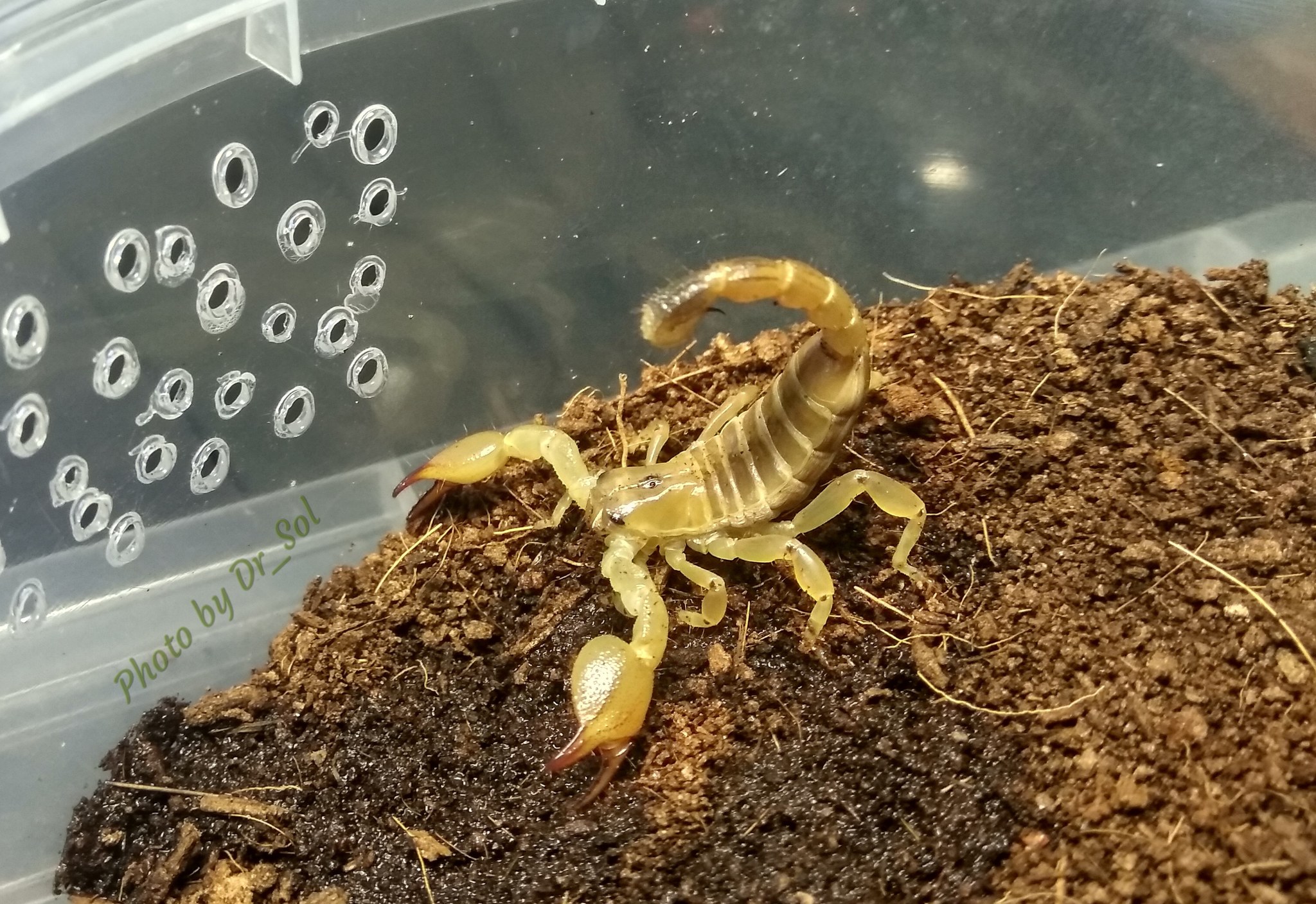 Scorpios. Updated post. - My, Scorpion, Milota, Pets, Pet, Arachnophobia, Longpost