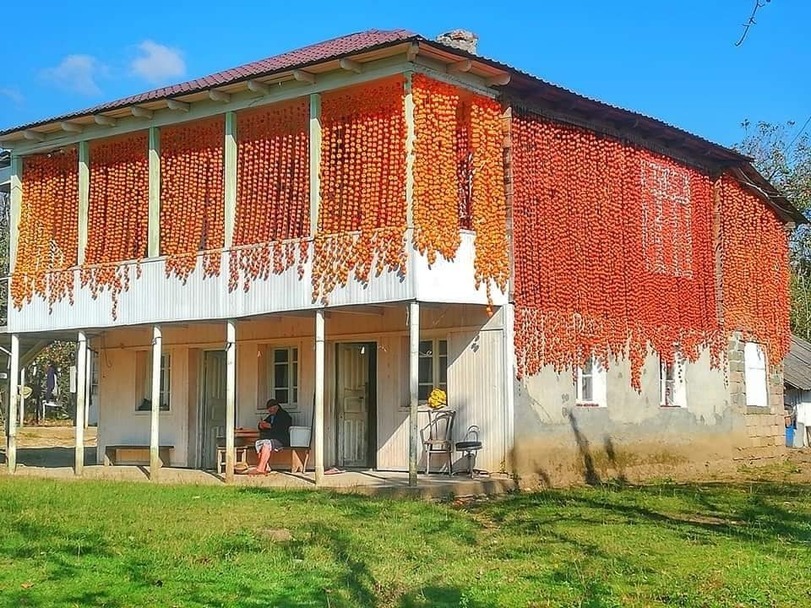 Autumn in Georgia is very beautiful. This is an ordinary family in Martvili preparing dried persimmons for the winter - Persimmon, Georgia, Autumn