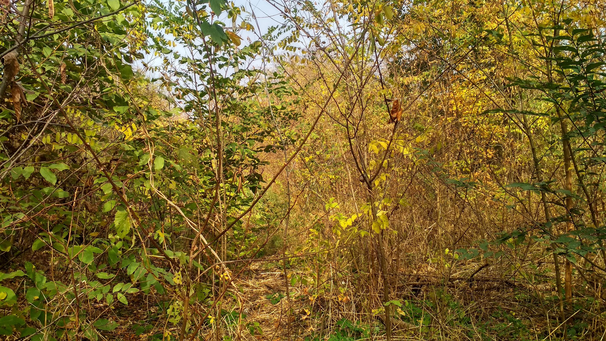 Autumn comfort of a small town - My, Autumn, The photo, Landscape, Town, beauty, Nature, Kuban, Longpost