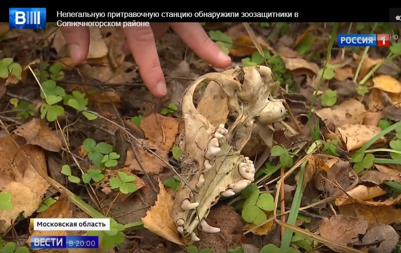 After the release of a story about an illegal animal farm, hunters “mined” the building of a famous TV channel - My, Animal protection, Bullying, Animal abuse, Reserves and sanctuaries, Moscow region, Longpost, Hunting, Video, Negative