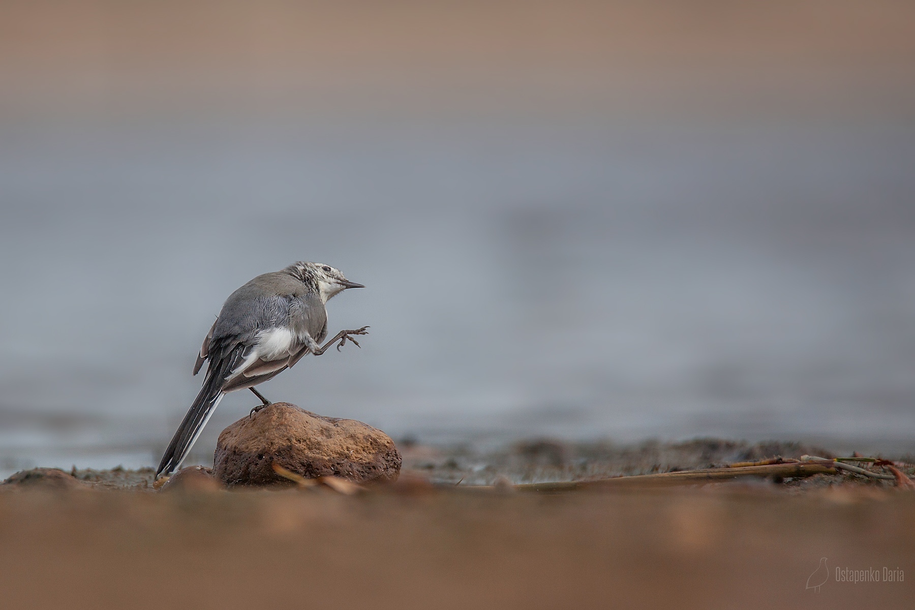 Wagtail - Wagtail, The photo, Nature, Birds