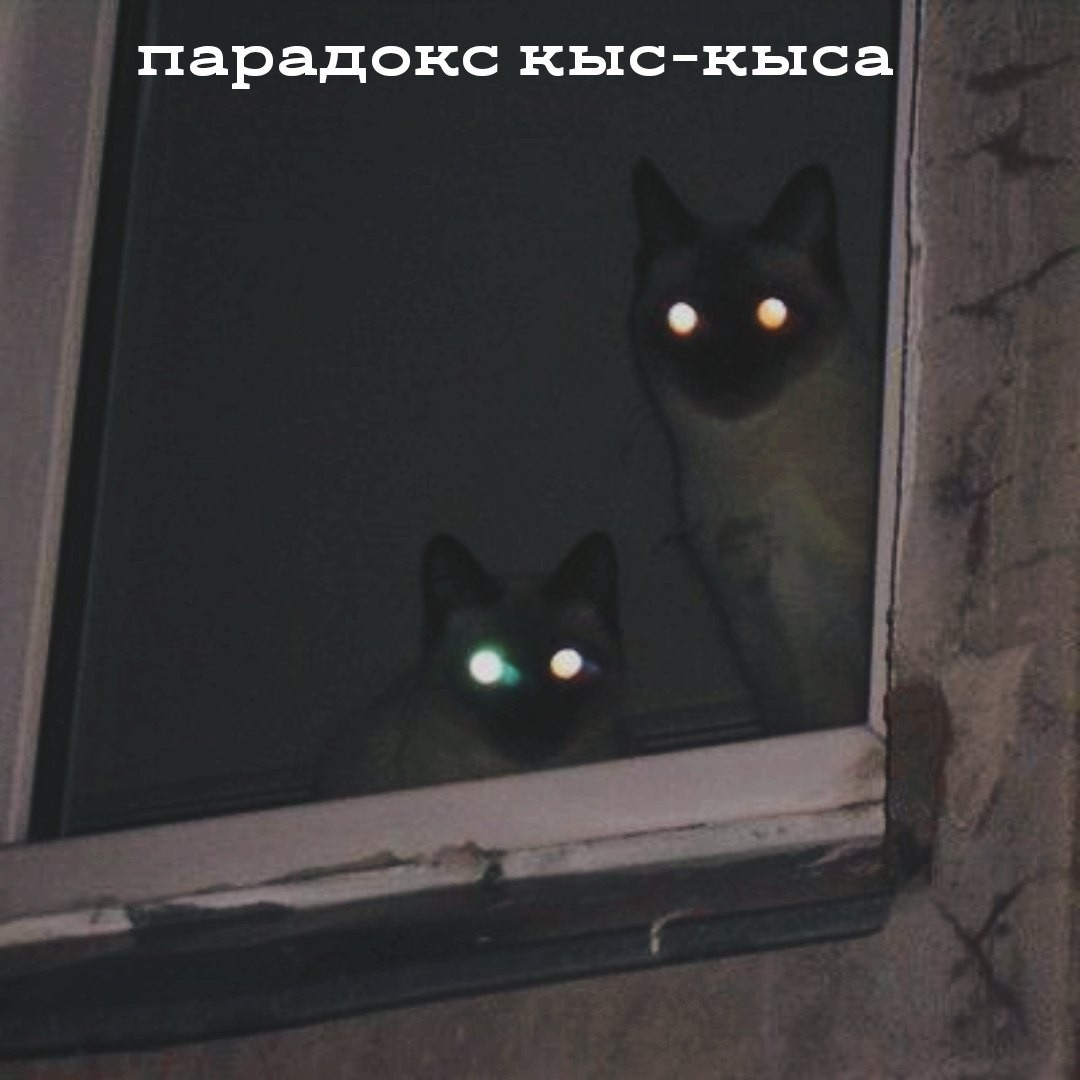 Кошка вспышка