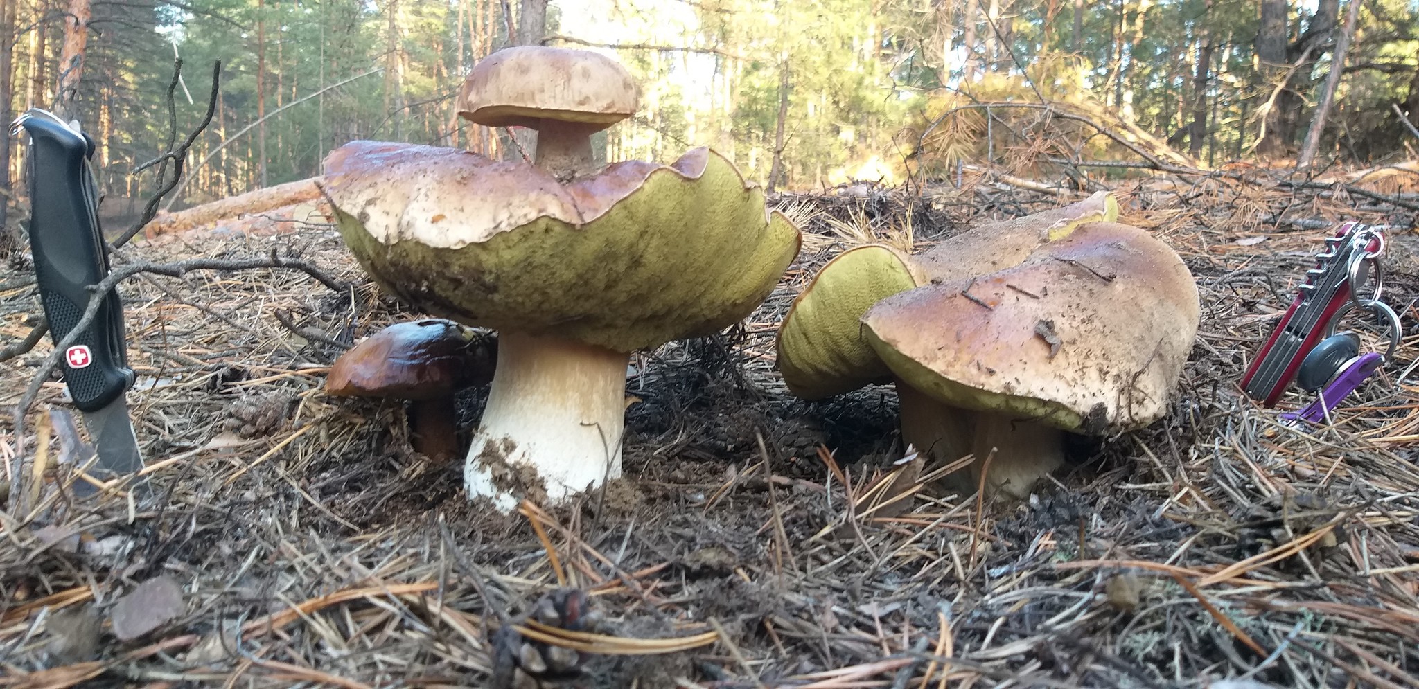 Wonders of nature - My, Mushrooms, Wonders of nature, Longpost