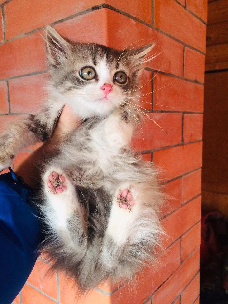 Kitten Pooh is looking for a home. Left alone at the dacha. St. Petersburg and Leningrad region. - My, cat, In good hands, No rating, Saint Petersburg, Leningrad region, Longpost