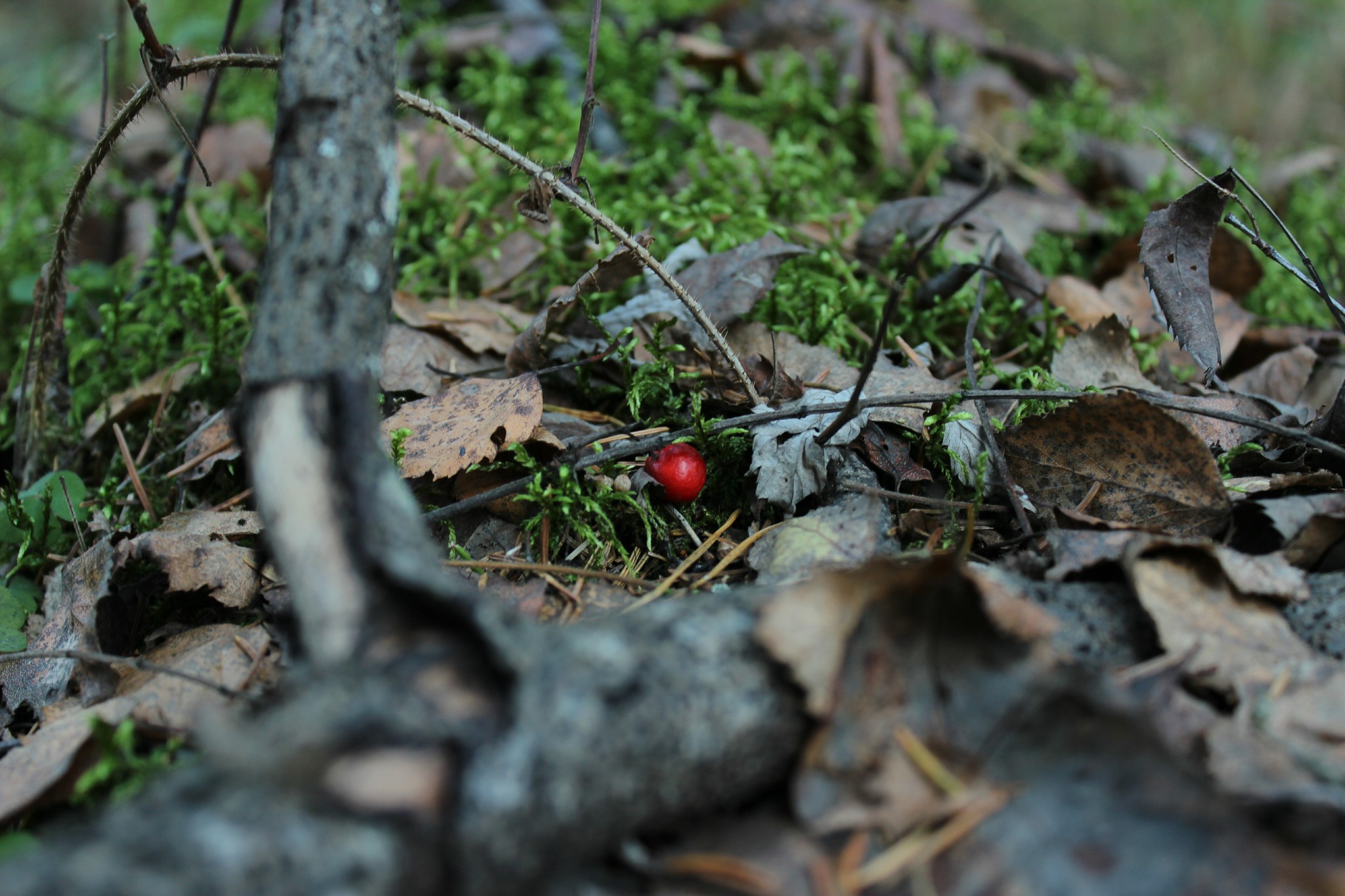 I went into the forest (no, just for a walk, not what you thought), and there was such beauty, I couldn’t help but share - wildlife, The photo, Autumn, Longpost