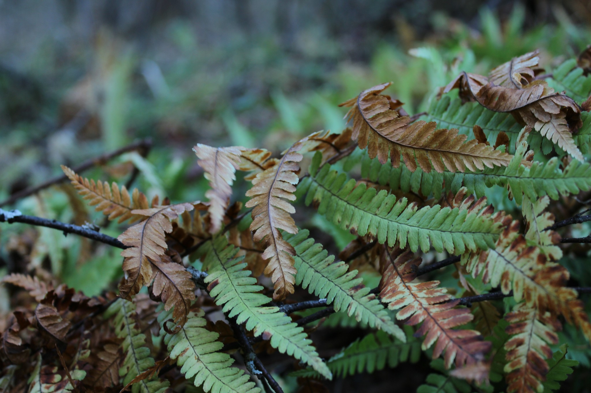 I went into the forest (no, just for a walk, not what you thought), and there was such beauty, I couldn’t help but share - wildlife, The photo, Autumn, Longpost