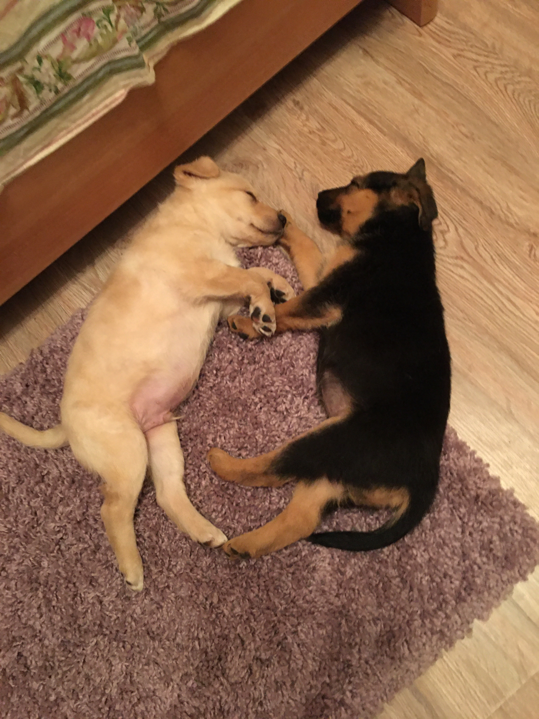 Puppies are looking for a home! - My, Puppies, Homeless, In good hands, Irkutsk, Dog, Longpost, No rating