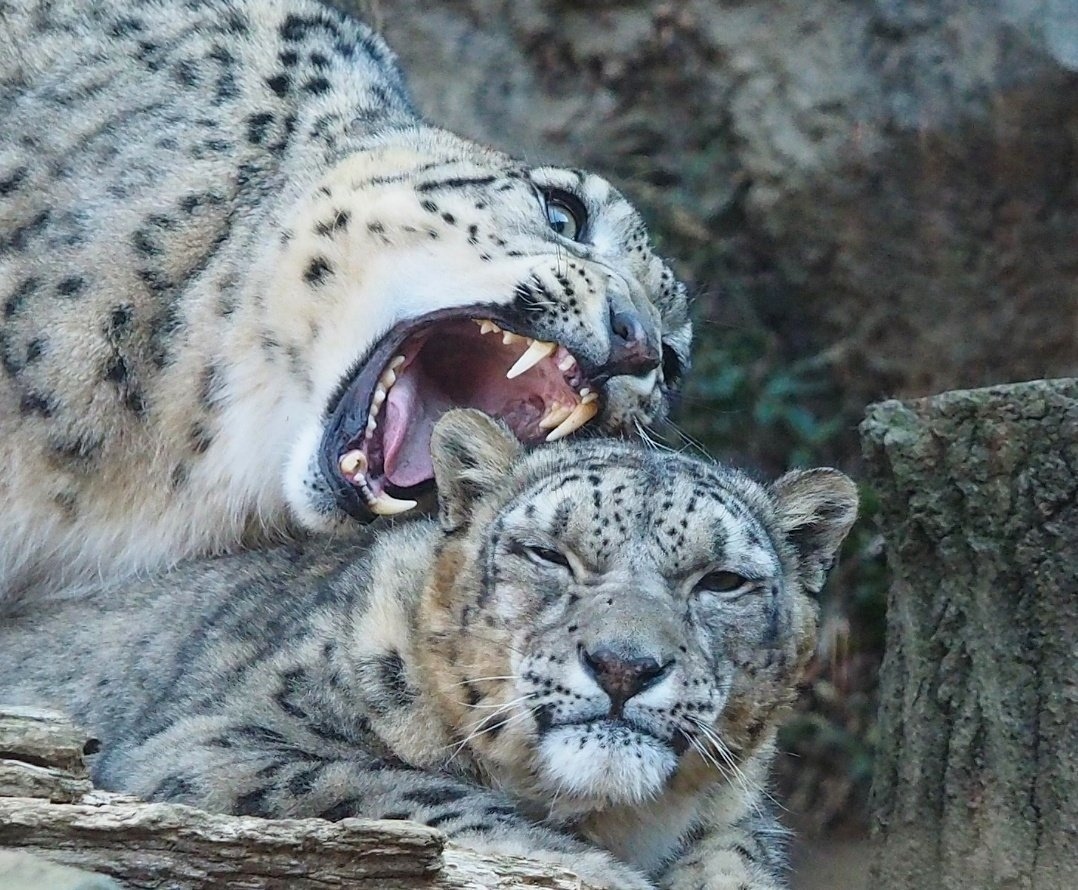 One second before bite - Kus, Snow Leopard, The photo