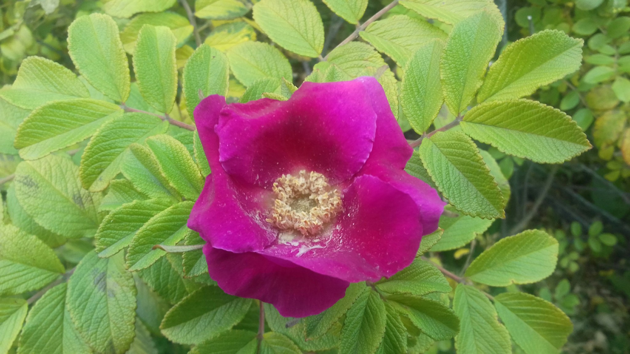 Don't give up.. - My, Flowers, Rose hip