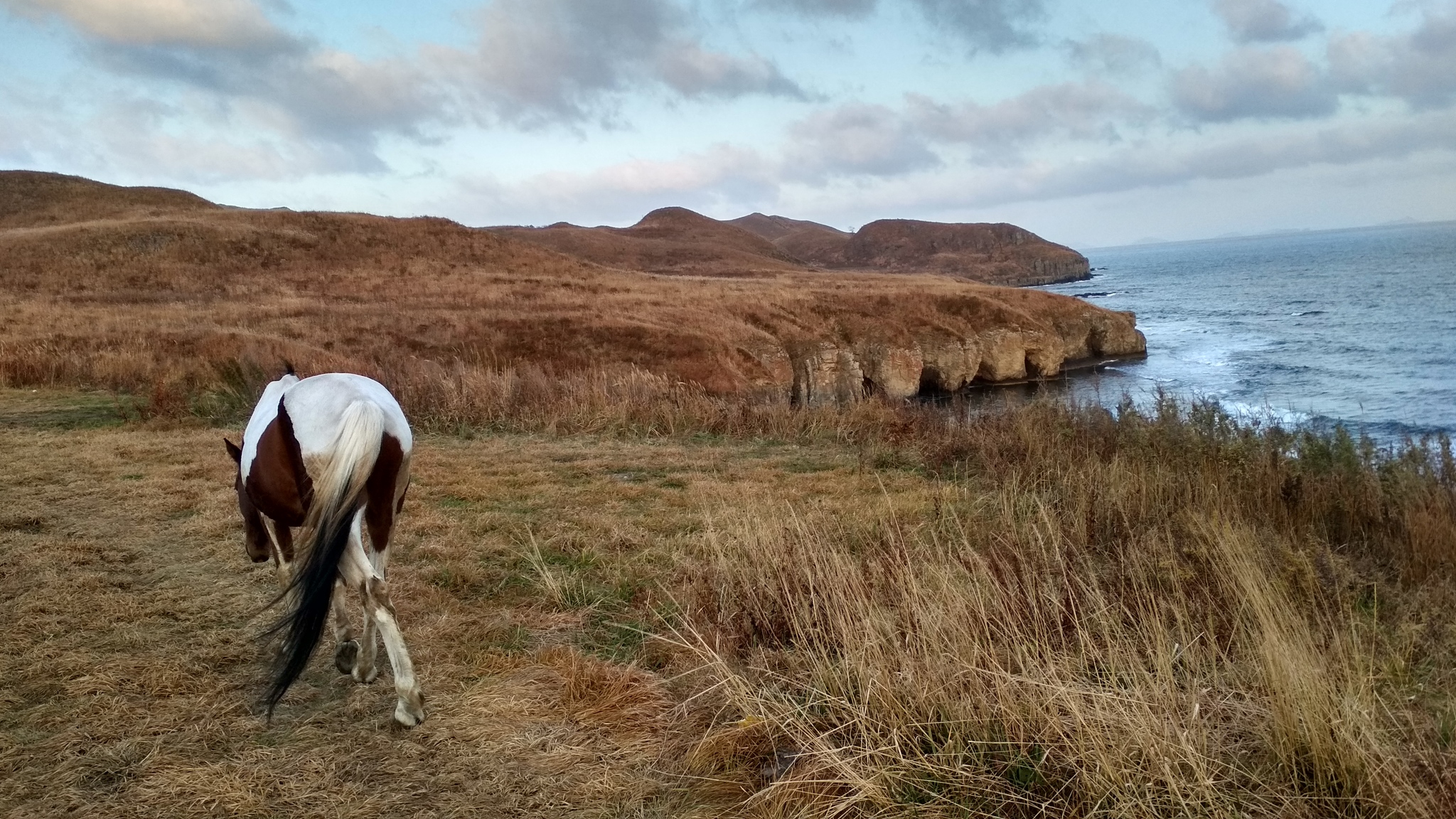 October. Sea. Horses. - My, Horses, Sea, Japanese Sea, Khasan district, Primorsky Krai, The rocks, Selfie, Photo on sneaker, Longpost