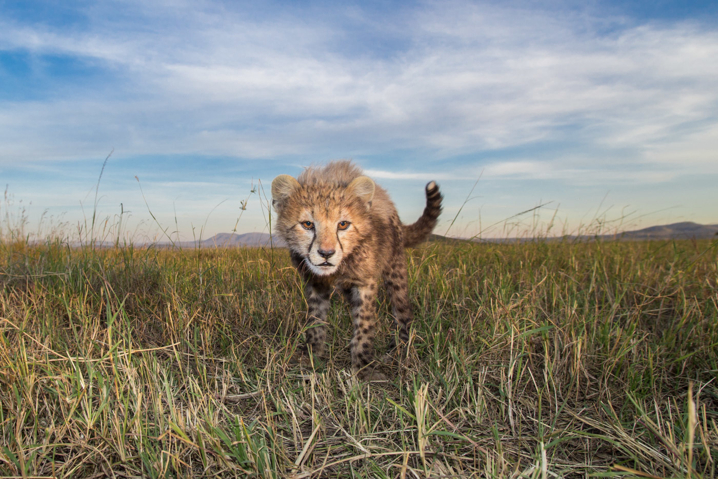 How do lion cubs differ from other kittens? - a lion, Alexey Osokin, Longpost, Lion cubs, Lioness, Wild animals, Big cats, Africa, The photo