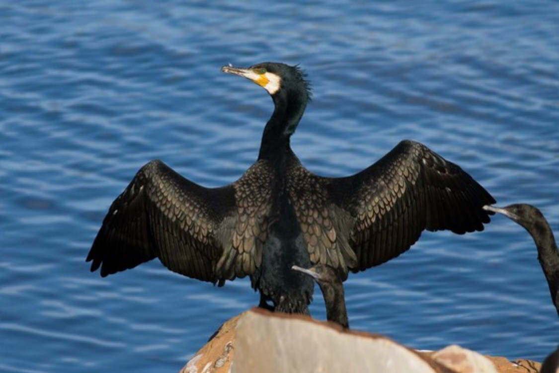 Cormorants - My, Dog, Cormorants, Story, Nature, Longpost