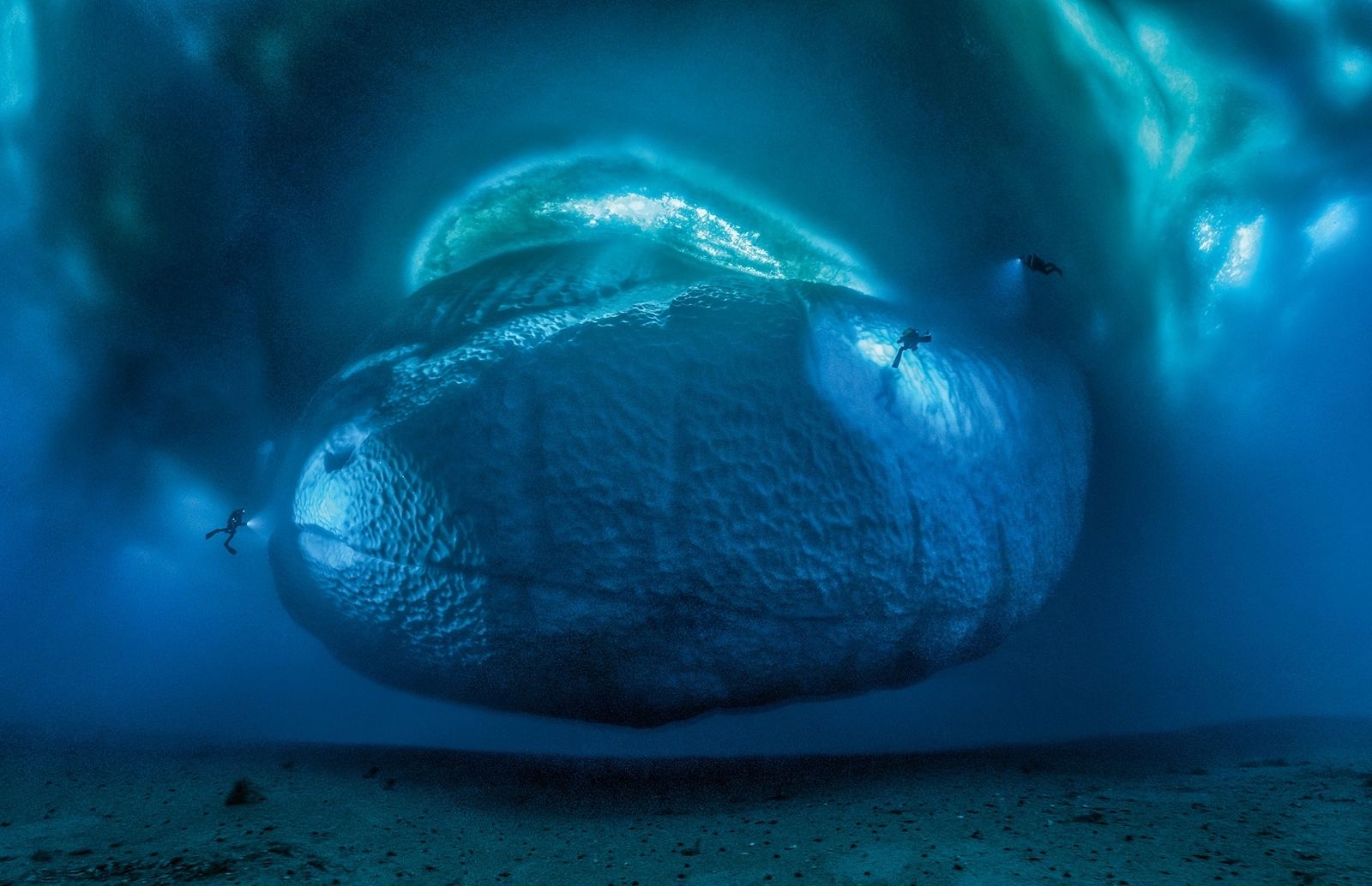 The world hidden under the ice of Antarctica - photographer Laurent Ballesta - Nature, Ocean, The photo, Longpost