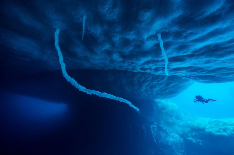 The world hidden under the ice of Antarctica - photographer Laurent Ballesta - Nature, Ocean, The photo, Longpost