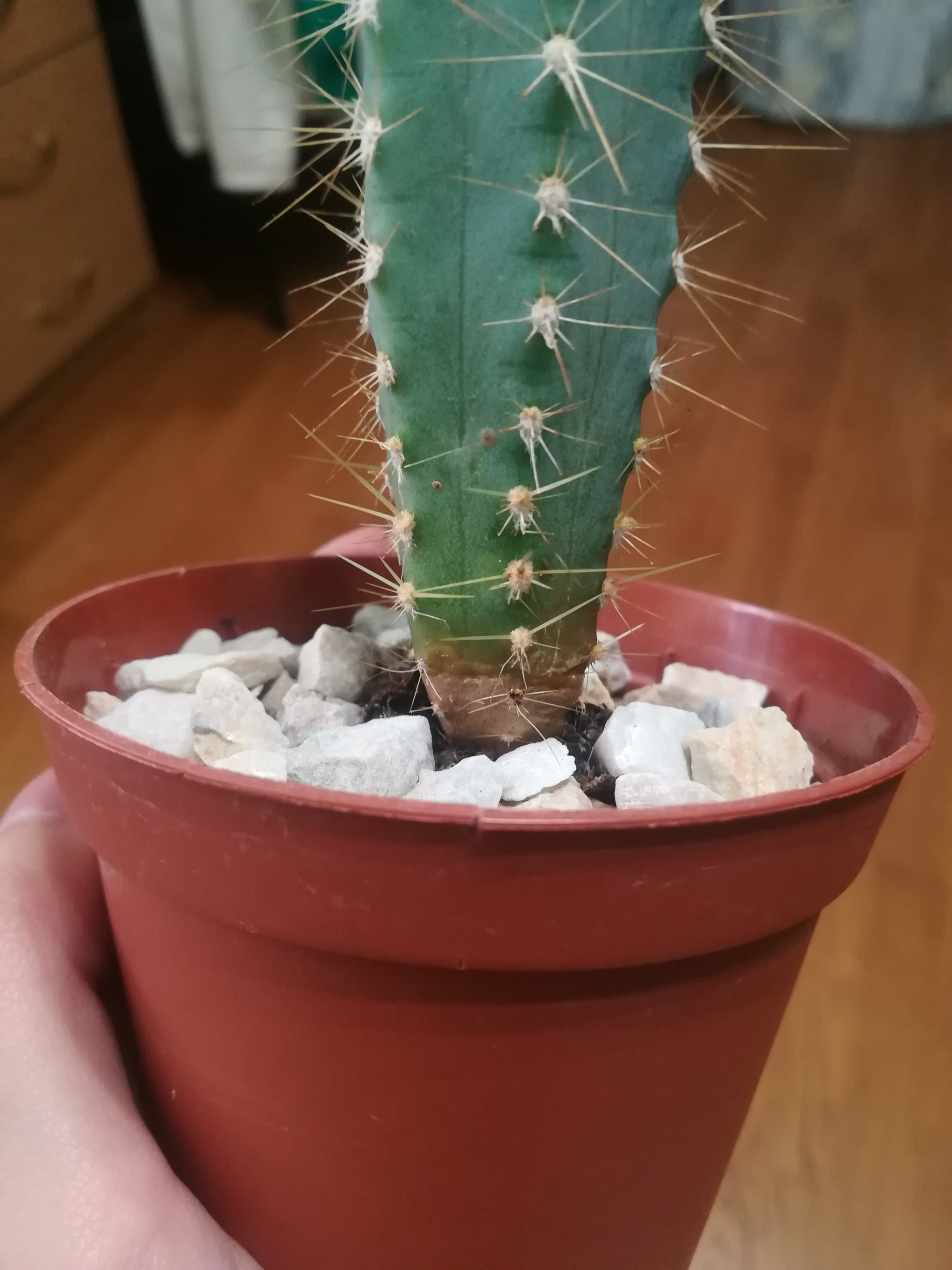 What's wrong with the cactus and how to treat it? Help me please - My, Cactus, Disease, Houseplants, Help, Longpost