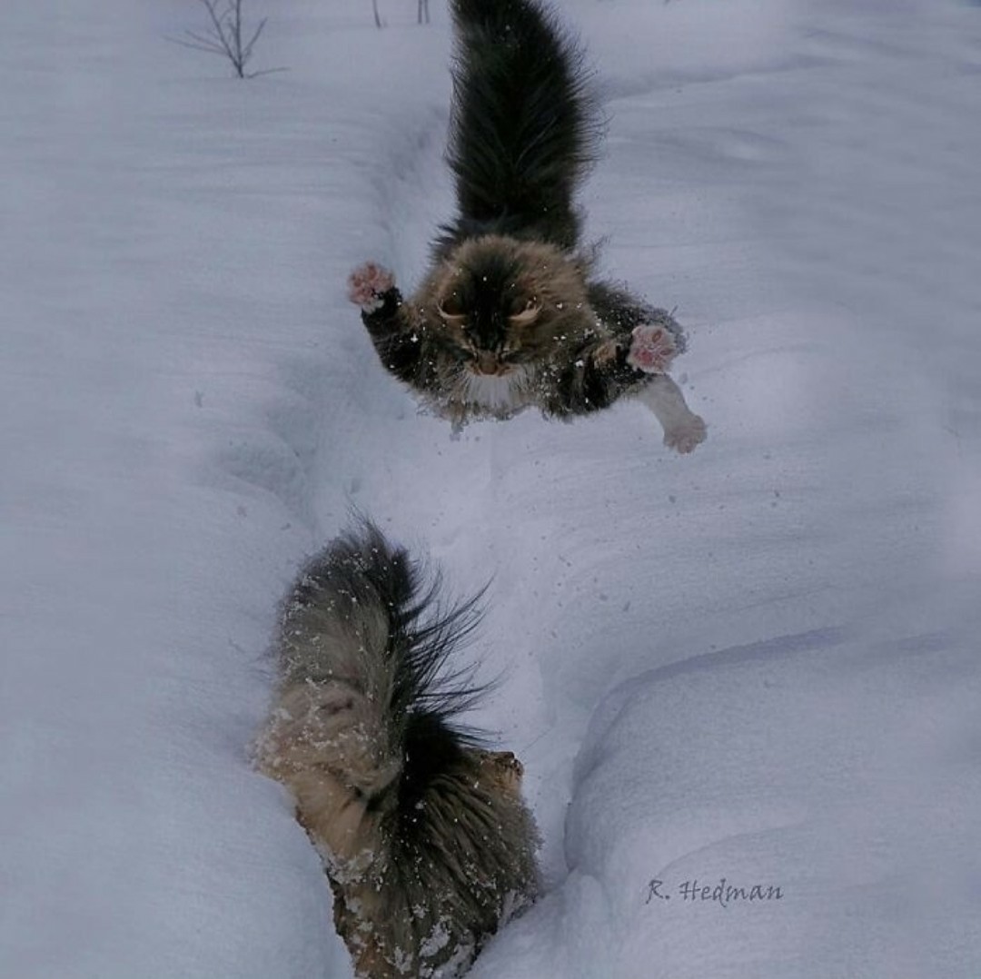 The kings of winter are Norwegian forest cats. - Catomafia, cat, Norwegian Forest Cat, Animals, Longpost