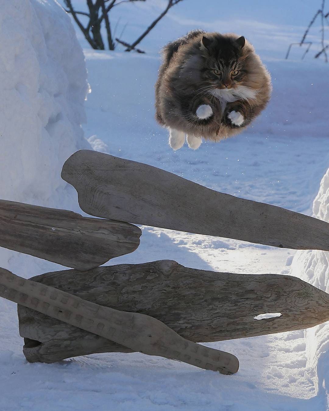 Gorgeous Norwegian Forest cats that are huge, fluffy and love snow - cat, Norwegian Forest Cat, Snow, Finland, Longpost, PHOTOSESSION